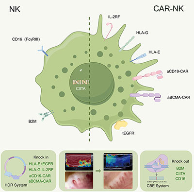 CAR-NK示意圖 CAR-NK示意圖